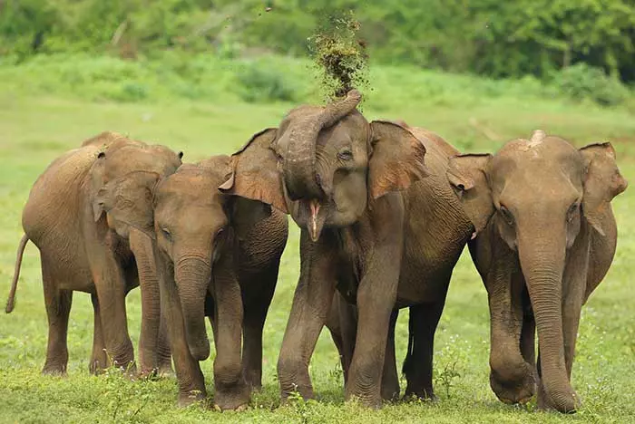 Elephant in Sri Lanka