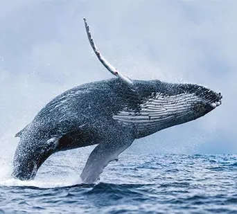 Whale watching in mirissa