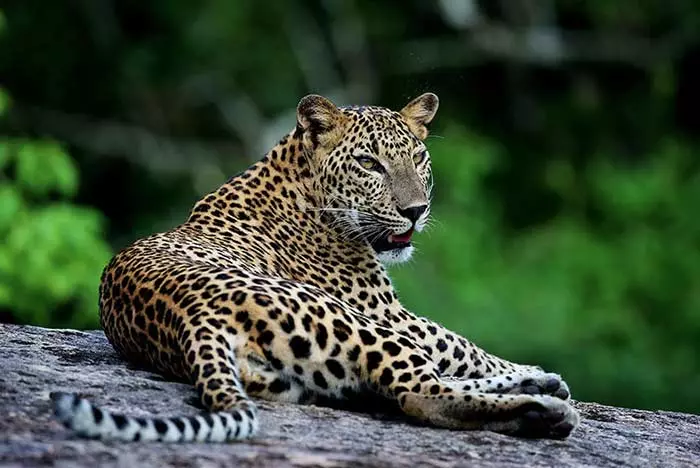 leopard siting on a rock in Sri Lanka