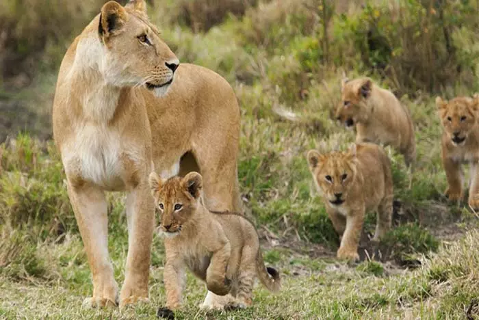 Lioness with her cubs