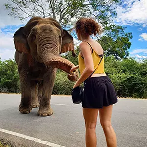 Elephant Sri Lanka