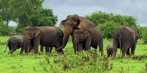 best Safari in Sri Lanka