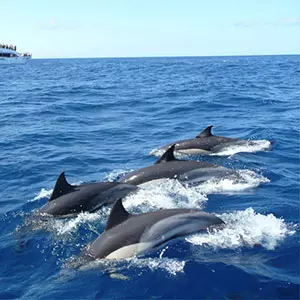 Sri Lanka Dolphin Watching