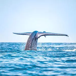 Sri Lanka Whale watching 
