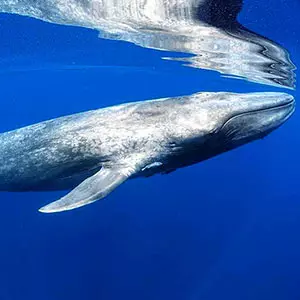 Sri Lanka Whale watching 