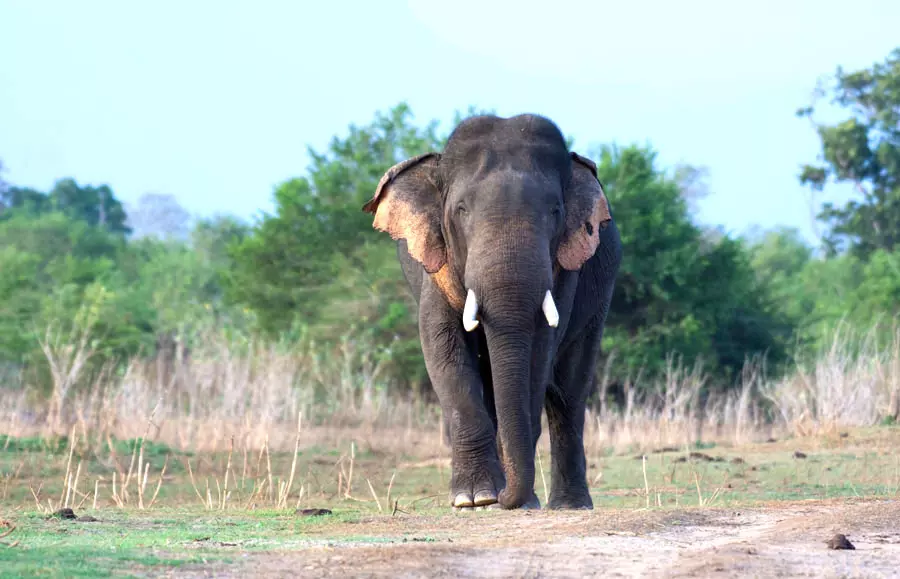 Day tours to udawalawe