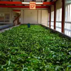 Tea factory at nuwara eliya