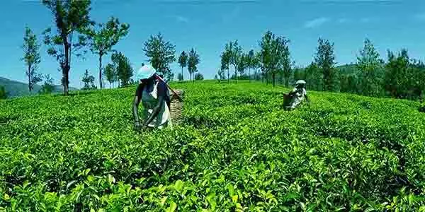 tea plantation at nuwara eliya