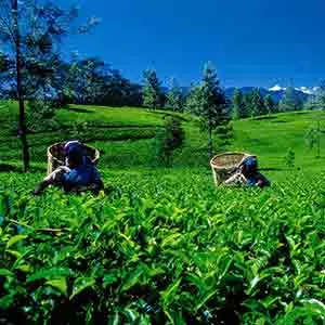 Tea Plantation Workers at Nuwara Eliya