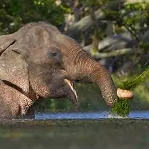 elephant at yala