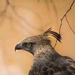 Crested hawk eagle at Yala, Raptor at Yala