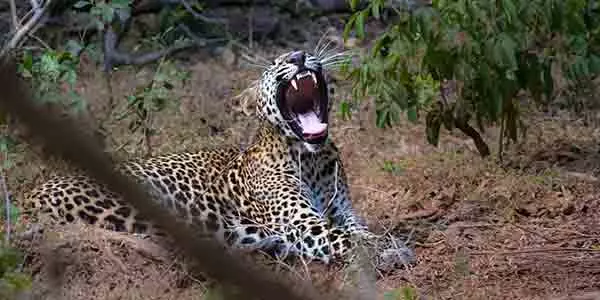 Yawning leopard at yala