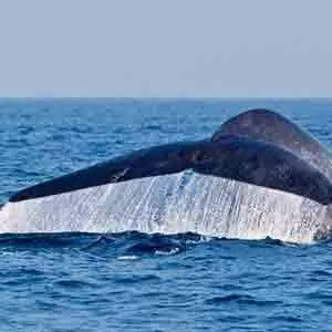 Blue Whale Mirissa