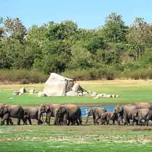 minneriya elephant gathering