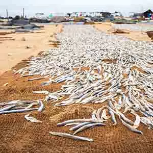 Fish Drying in the sun by negombo beach