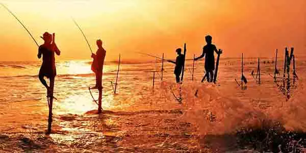 Stilt fishermen Koggala