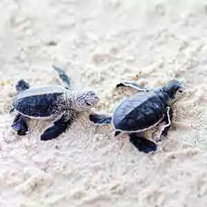 Turtle hatchery Koggala