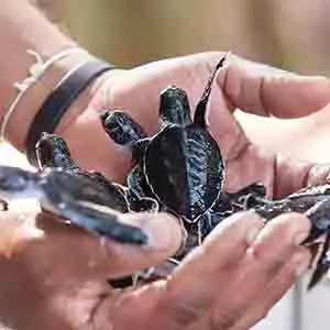 Turtle hatchery Sri Lanka