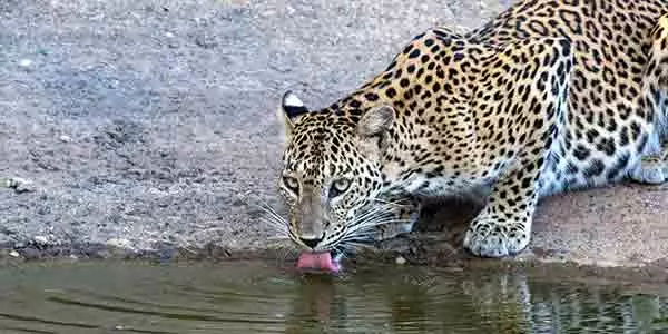 Leopard drinking water from water puddle in yala
