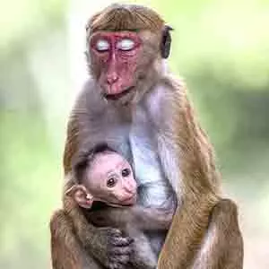 Toque macaque at yala