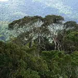 Sinharaja rain forest Deniyaya