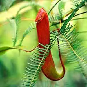 Sinharaja carnivorous plant
