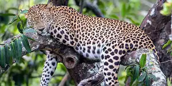 Leopard sleeping on a tree at Wilpattu national park