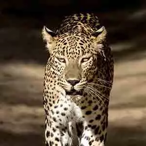 Leopard at Wilpattu national park