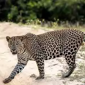Male leopard at Wilppatu
