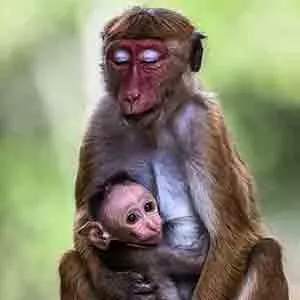 Sri Lanka - Toque macaque