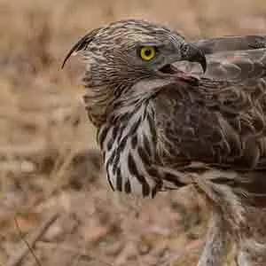 Sri Lanka - Crested hawk eagle (Raptor)