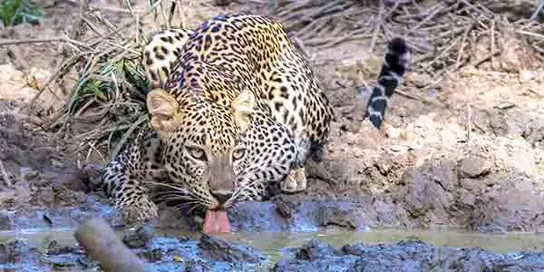 Leopard Drinking water at Wilpattu national park