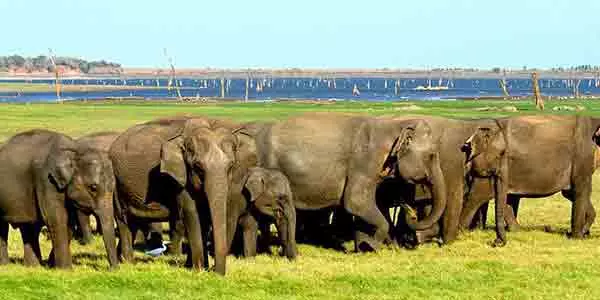 Elephants at minneriya