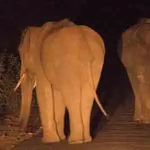 Sri Lanka night Safari at habarana